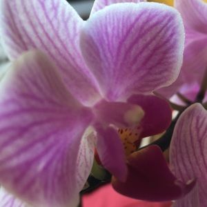 Meet your Posher, Sanda